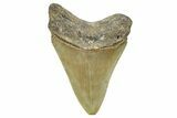 Serrated, Fossil Megalodon Tooth - North Carolina #372389-1